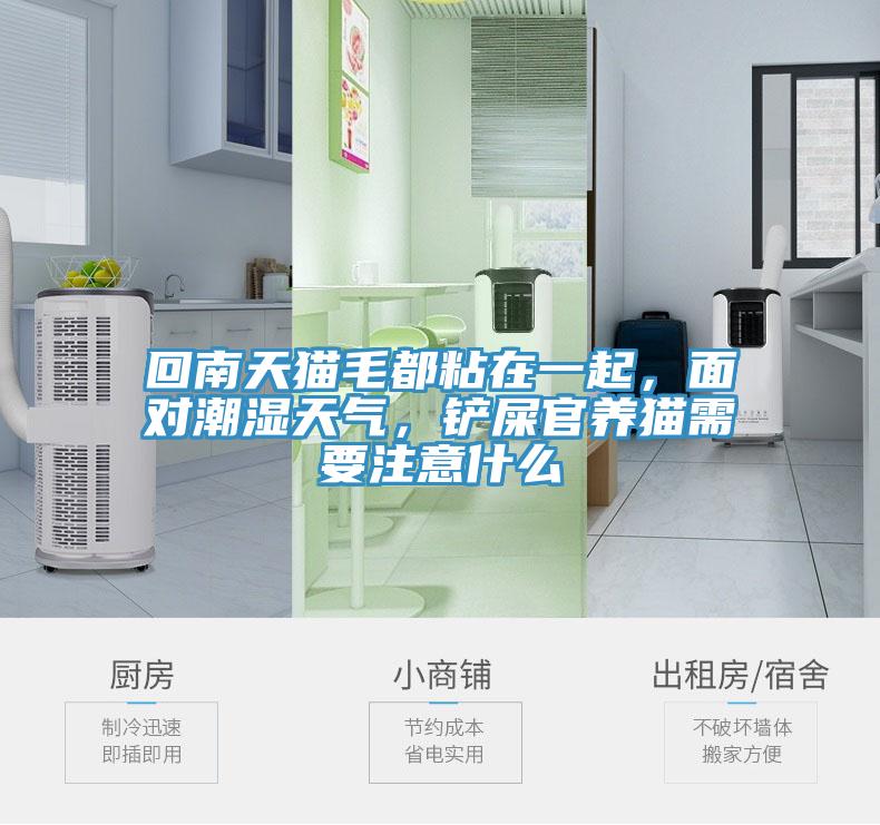 回南天貓毛都粘在一起，面對潮濕天氣，鏟屎官養貓需要注意什么