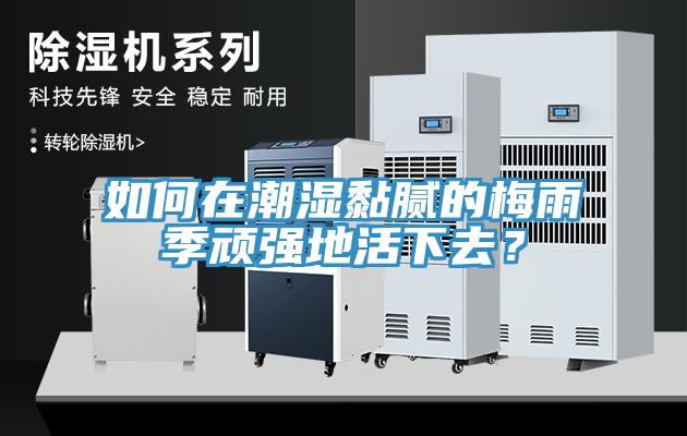 如何在潮濕黏膩的梅雨季頑強地活下去？