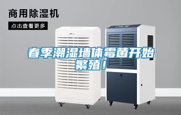 春季潮濕墻體霉菌開始繁殖!