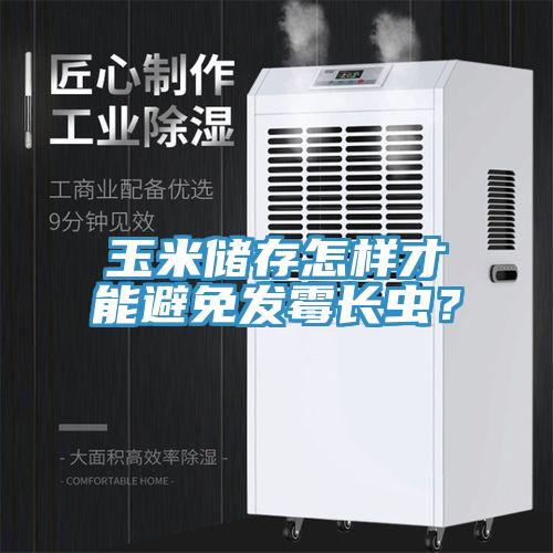 玉米儲存怎樣才能避免發霉長蟲？